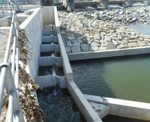 Scala di rimonta della fauna ittica per centrali idroelettriche